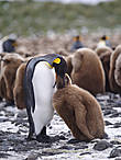 пингвин с охоты возвратившись 
сел у буржуйки и заснул 
седая мать с него тихонько 
стащила влажные носки
