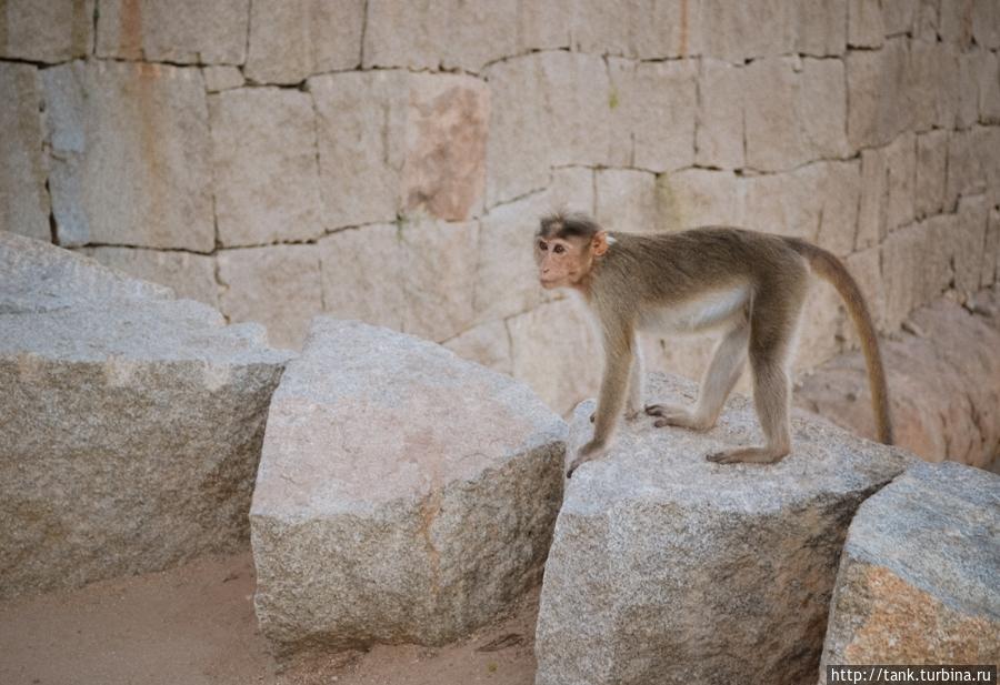 Хампи. Храмы и обезьяны Хампи, Индия