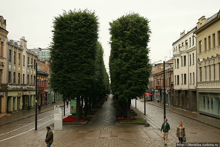 Стоит отметить примечательную особенность деревьев на этой аллее – они обладают строго параллелепипидной формой. Каунас, Литва