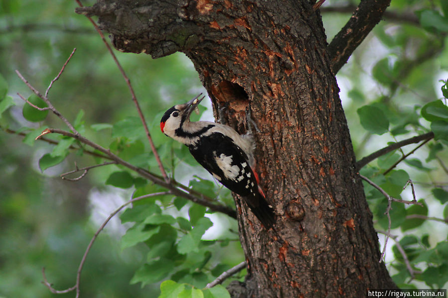 История пары дятлов... Днепр, Украина История пары дятлов... Днепр, Украина