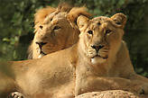 львы в библейском зоопарке Иерусалима