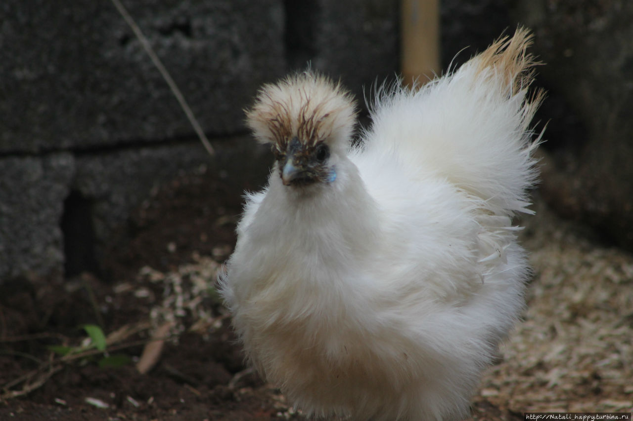 Не было печали... Не было печали...