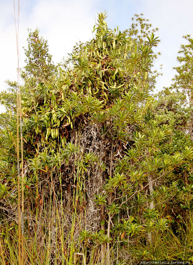 Навреняка москитов тут хватает — вон как разрослись! Бако Национальный Парк, Малайзия