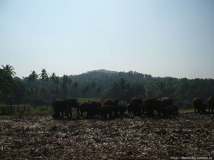 Прогулка по слоновьему приюту Пиннавала, Шри-Ланка