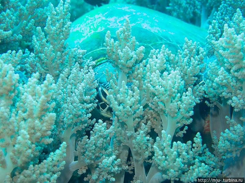 Удивительный подводный мир Панглао и близлежащих островов Остров Панглао, Филиппины