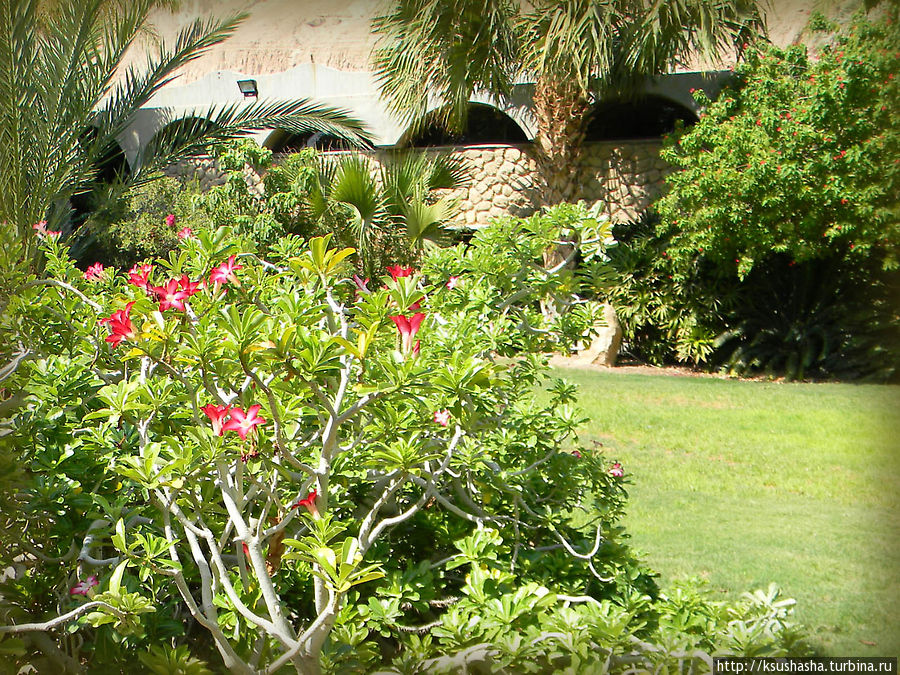 Оазис Эйн-Геди (ч1) История кибуца и его сада Эйн-Геди, Израиль