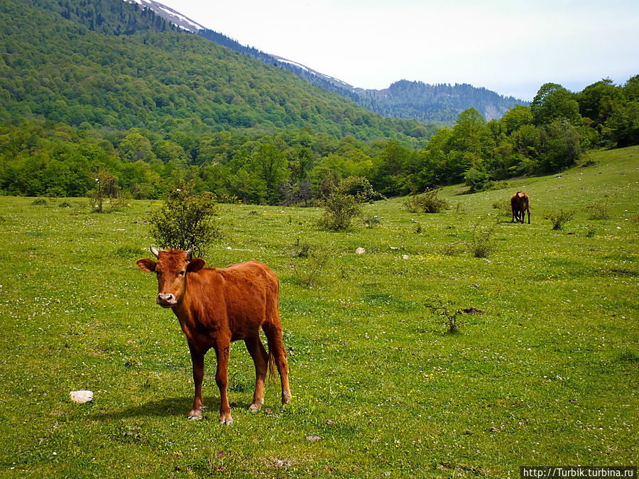 гончие коровы Цандрипш, Абхазия
