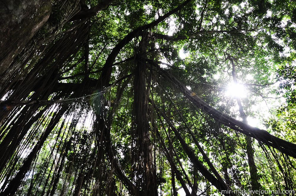 Очень красиво смотрятся корни огромных баньянов свисающие с высоты. Убуд, Индонезия