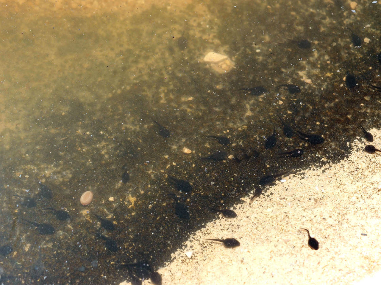 Волшебство пустыни. Махтеш Рамон Мицпе-Рамон, Израиль Волшебство пустыни. Махтеш Рамон Мицпе-Рамон, Израиль