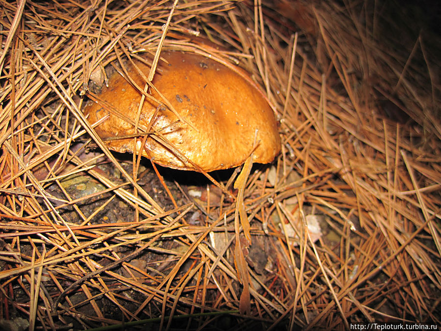 масленок масленок