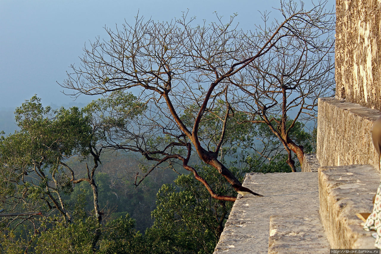 Над древним Тикалем забрезжил рассвет Тикаль Национальный Парк, Гватемала