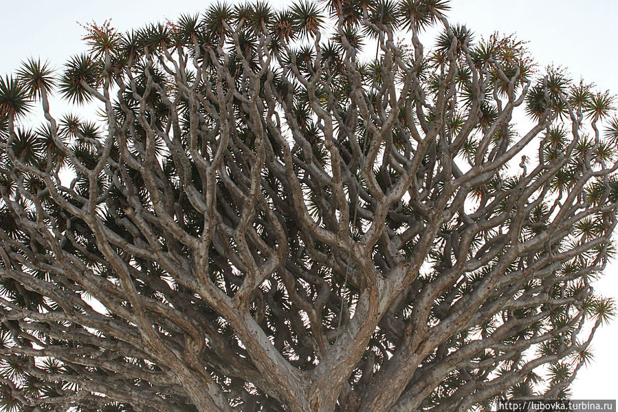 Священное Дерево Тенерифе. Икод-де-лос-Винос, остров Тенерифе, Испания