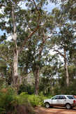 Большую часть лесов Австралии составляют эвкалипты