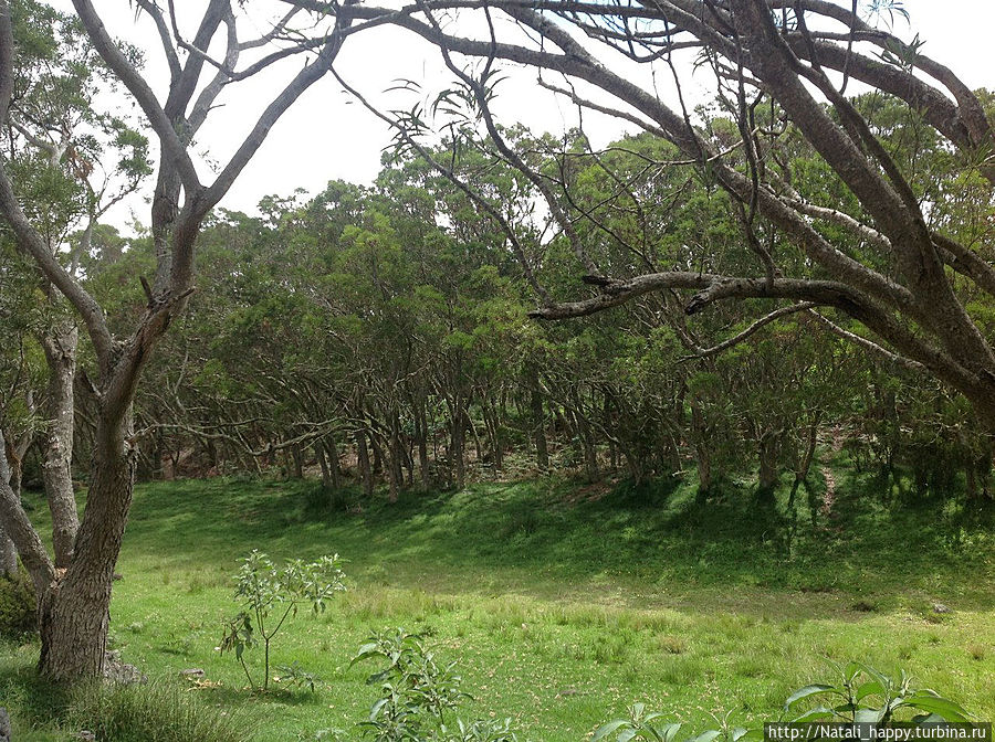 Реликтовые рощи. Реюньон Реликтовые рощи. Реюньон