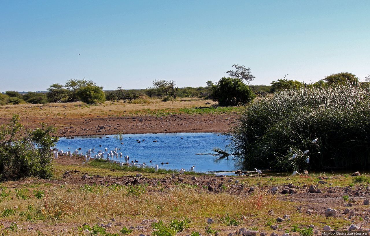Въезд Намутони Этоша Национальный Парк, Намибия Въезд Намутони Этоша Национальный Парк, Намибия