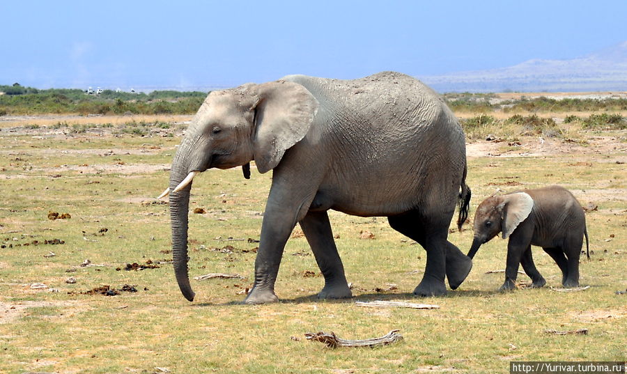 Амбосели – слоны под Килиманджаро Амбосели Национальный Парк, Кения
