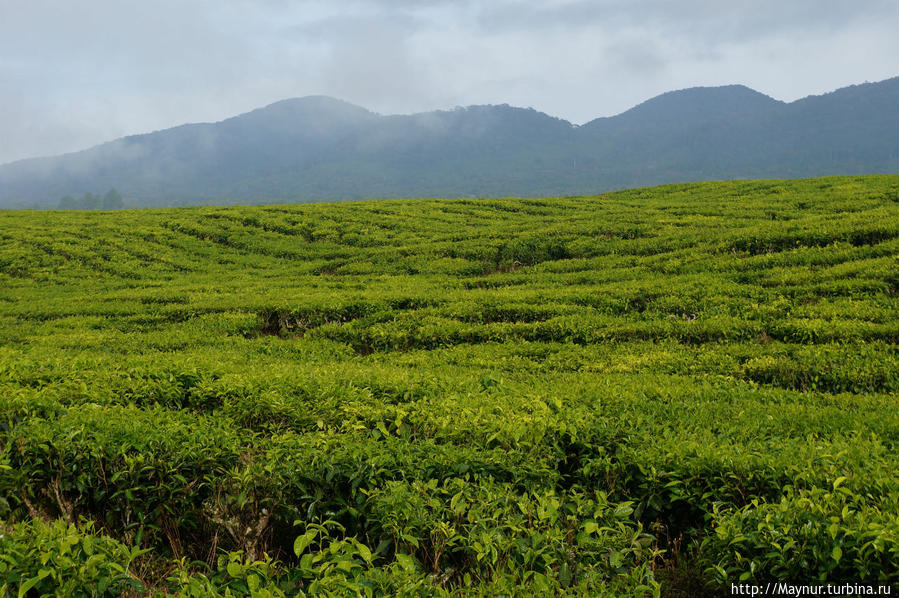 Чайные   плантации   у   основания    вулкана.  По   площади   они   огромны   и   являются   самыми   большими  в   Индонезии. Букиттинги, Индонезия