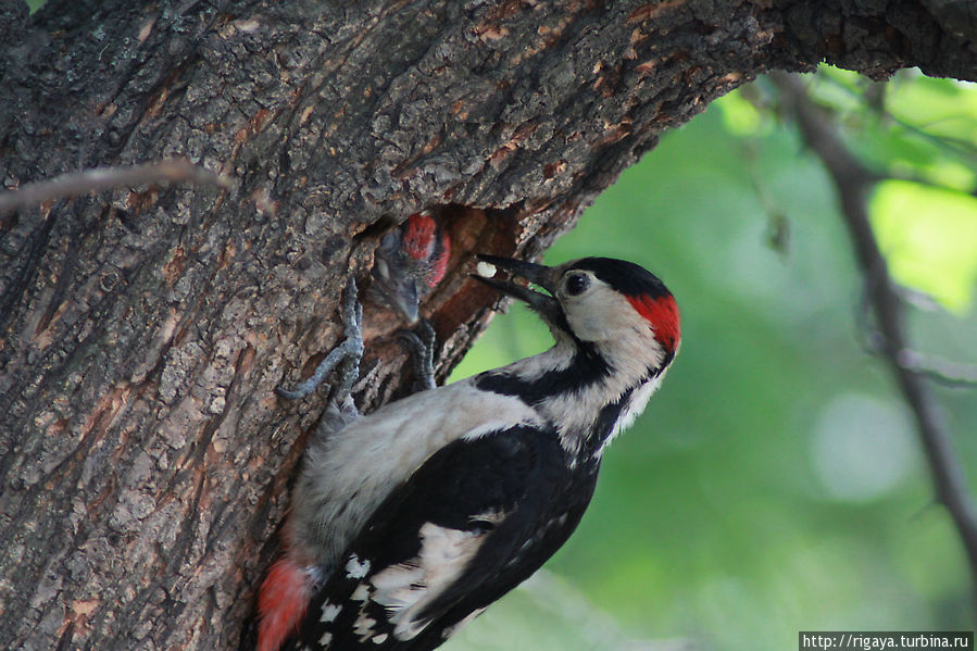 История пары дятлов... Днепр, Украина История пары дятлов... Днепр, Украина