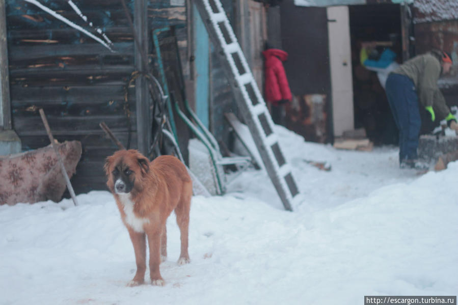 Милый глупый Чупакабра Мурманская область, Россия Милый глупый Чупакабра Мурманская область, Россия