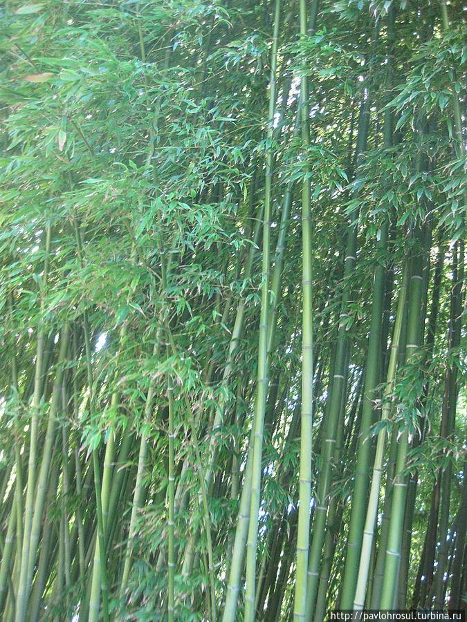 ботанический сад Мар и Муртра.
бамбук Бланес, Испания