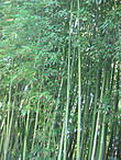 ботанический сад Мар и Муртра.
бамбук