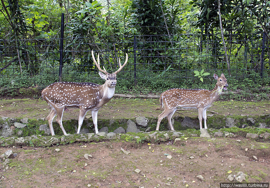 Пятнистые олени. Пятнистые олени.