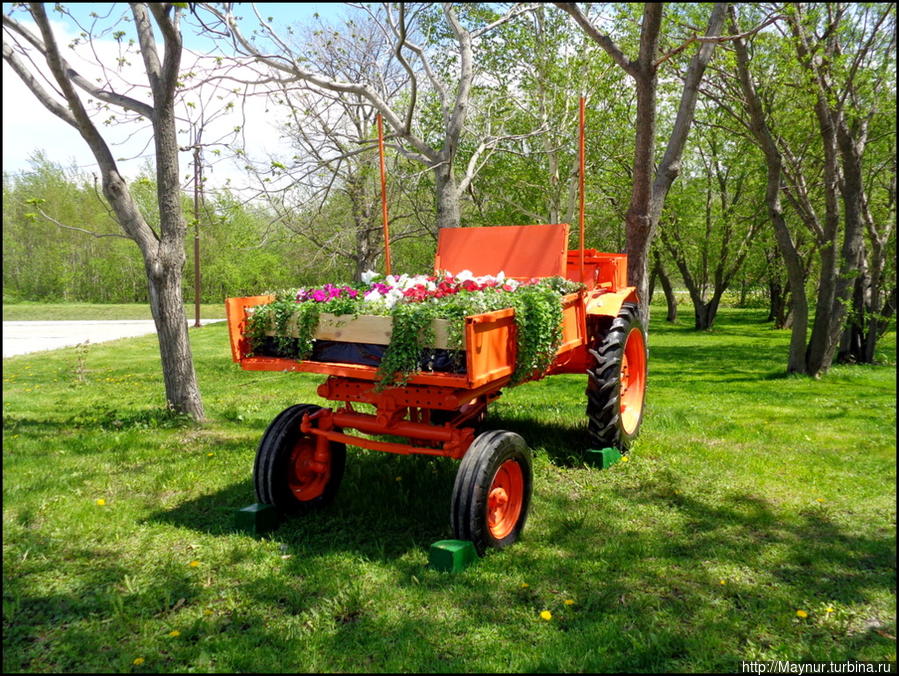 Фаниазия флориста. Южно-Сахалинск, Россия Фаниазия флориста. Южно-Сахалинск, Россия