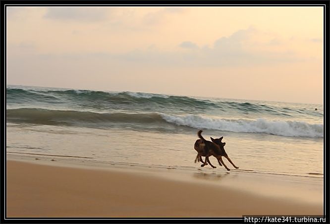 Внеплановое посещение родины чая и улыбок. Хиккадува-пляж Хиккадува, Шри-Ланка Внеплановое посещение родины чая и улыбок. Хиккадува-пляж Хиккадува, Шри-Ланка