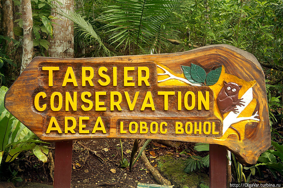 Парк тарсиеров-долгопят Остров Бохол, Филиппины