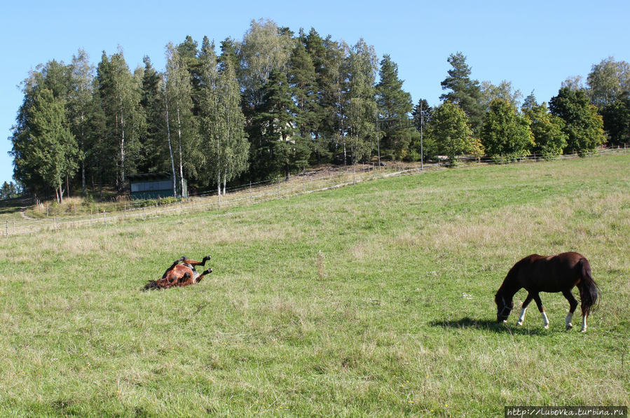 Финские лошади или Удивило, умилило и порадовало — 4 Хамина, Финляндия