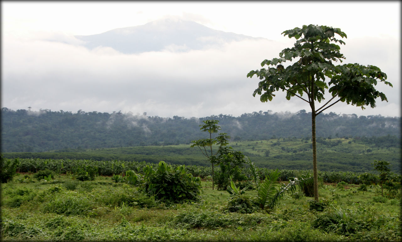 Гора Камерун или мое самое проблемное фотографирование Гора Камерун Национальный Парк, Камерун