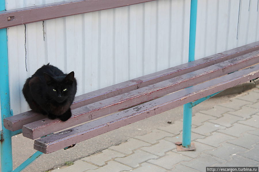 А вот и черная кошка! Волковыск, Беларусь