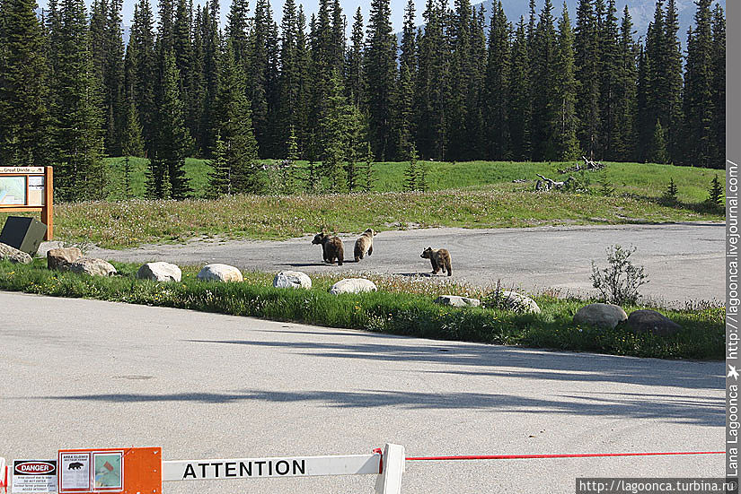 Гризли Гризли