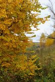 Осень на реке Киржач.