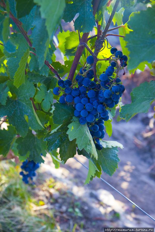 День сбора винограда для казахстанского Рислинга