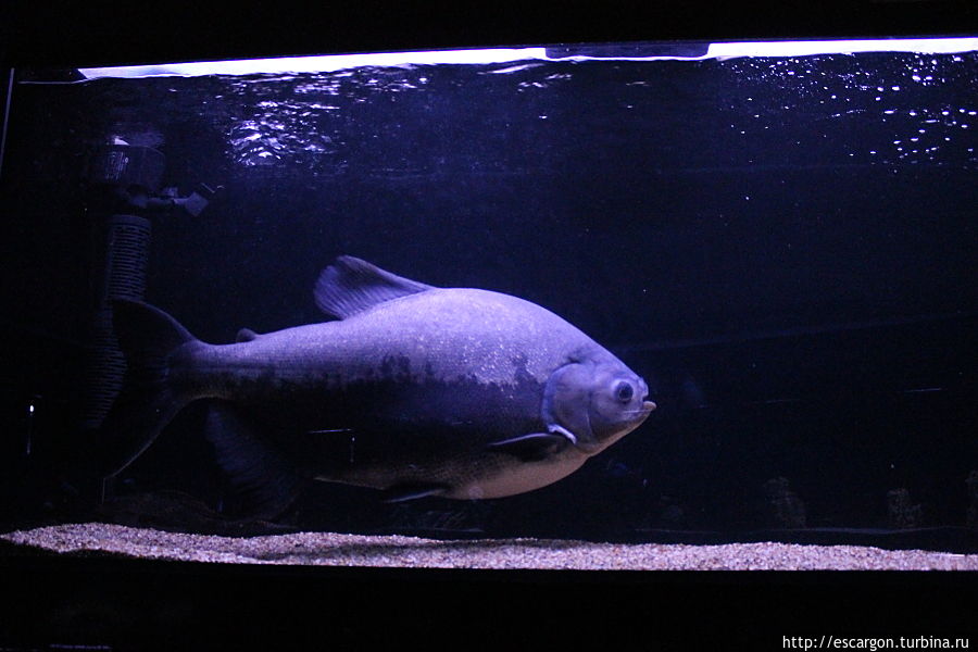 Моя субъективная экскурсия №2: аквариум Минск, Беларусь