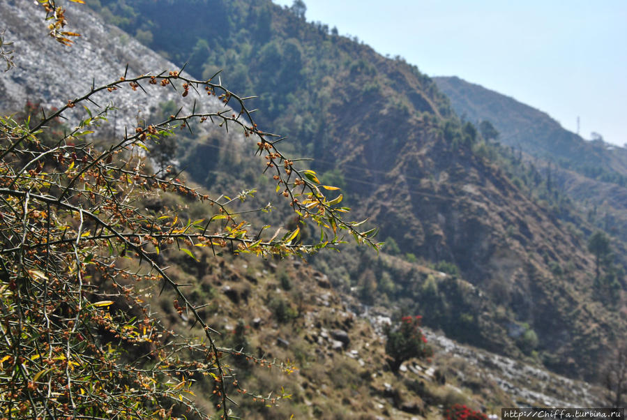 Индия: Дарамсала —  водопад Багсу и кашмирский чай Дхарамсала, Индия