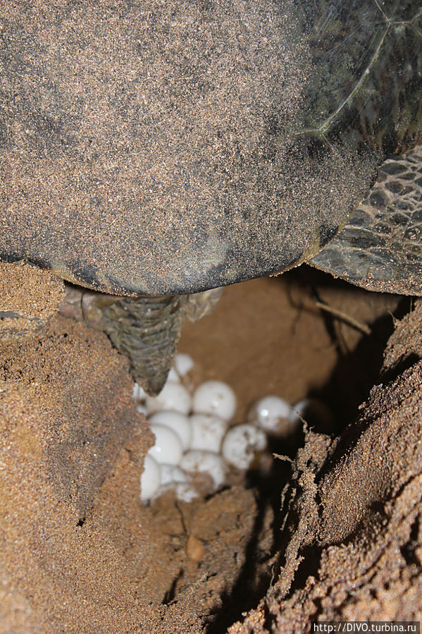 Черепахи на Шри Ланке Косгода, Шри-Ланка