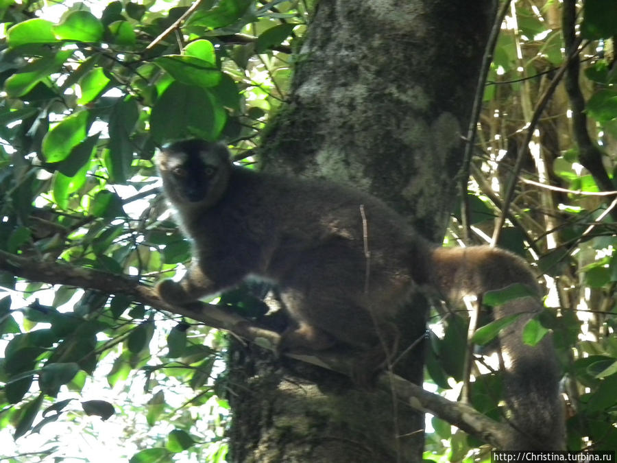 Существа, за которыми я гонялась в день моего рождения! Вот так бывает. )) Ранумафана Национальный Парк, Мадагаскар