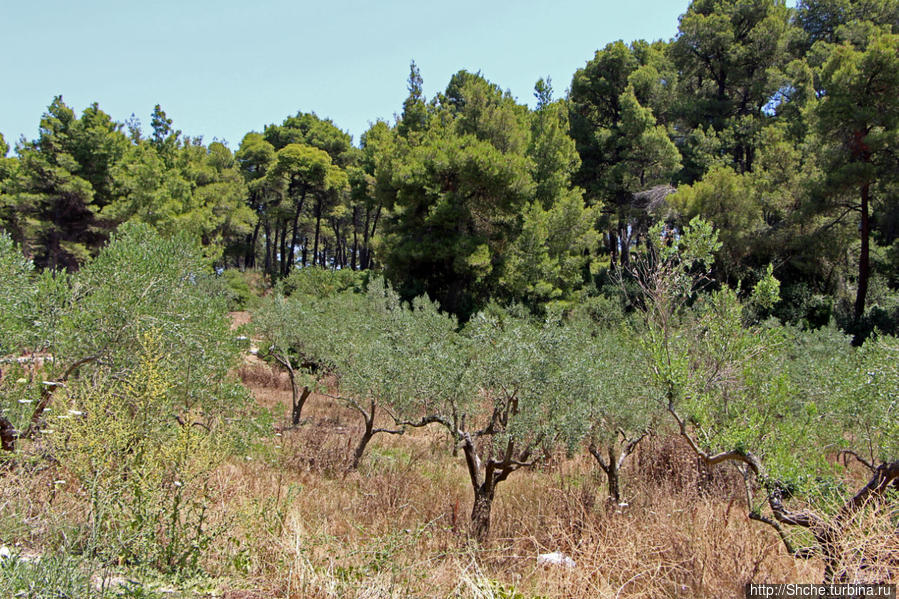 молодой оливковый сад Греция