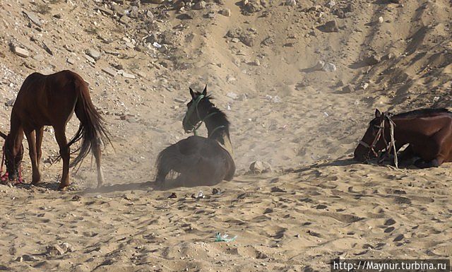 Купание лошади в песке Каир, Египет