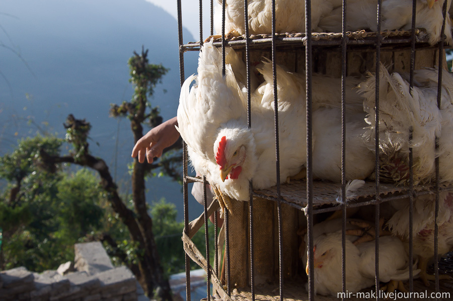 Смирившись со своей судьбой, куры молча наблюдают за происходящим. Непал