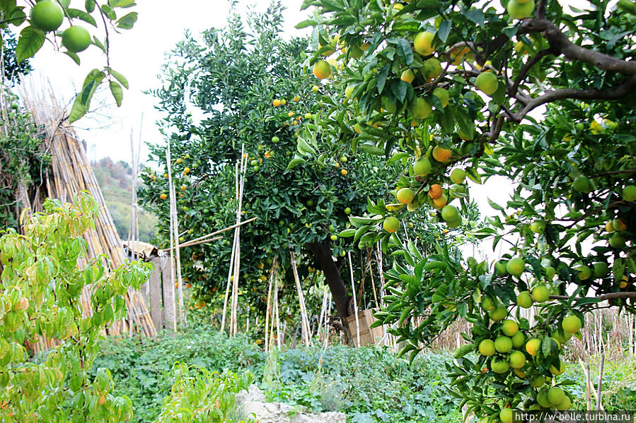 Здесь каждый клочек земли на вес золота и даже у нескольких деревьев есть свой хозяин. Здесь каждый клочек земли на вес золота и даже у нескольких деревьев есть свой хозяин.