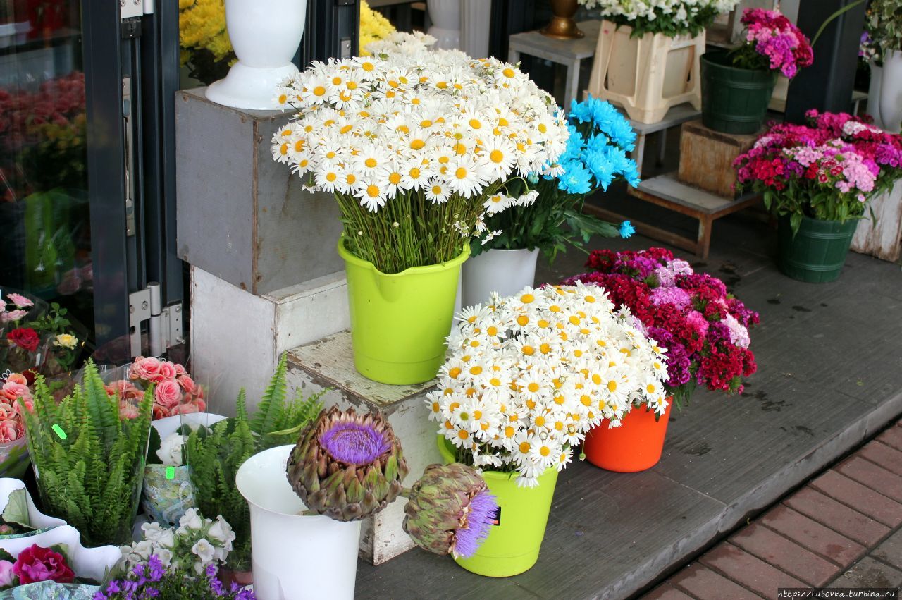 Ромашка (Leucanthemum vulgare) — национальный цветок Латвии Латвия