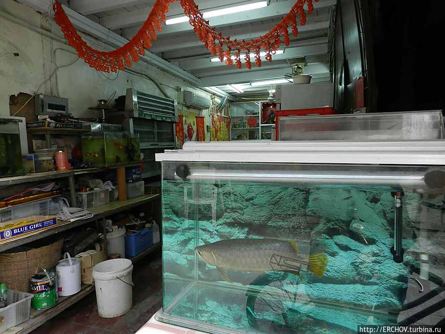 Гонконг +  Макао + Гонконг.   Ч-19. Рыбацкая деревушка Тай-О Остров Лантау, Гонконг