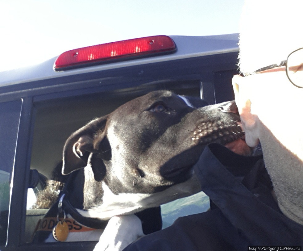 Настоящая американская бойцовая собака....Решила что в семье прибавление и его немедленно надо приветствовать, пока хозяйка увлеклась спуском по серпантину) Маунт Вашингтон (680м), CША