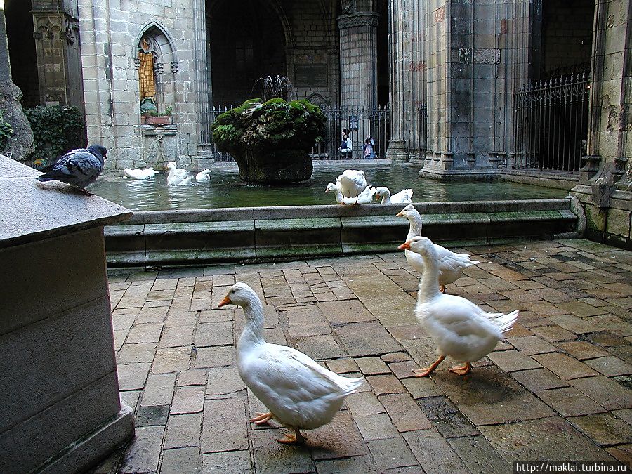 В клуатре Святой Евлалии. В клуатре Святой Евлалии.