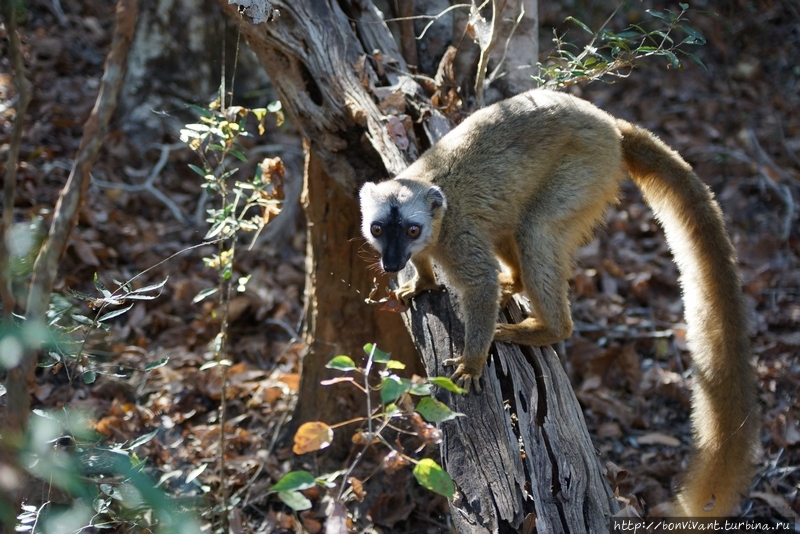 Лес Киринди Киринди Митеа Национальный Парк, Мадагаскар