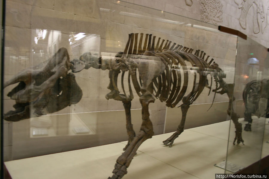Скелет безрогого носорога — Ацератерия. Нижний миоцен. Казахстан Москва, Россия