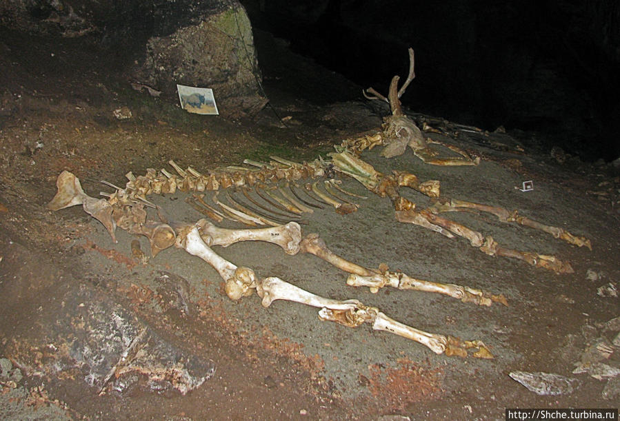 а это кости зубра, или бизона... выходит ранее в Крыму они водились... Симферополь, Россия
